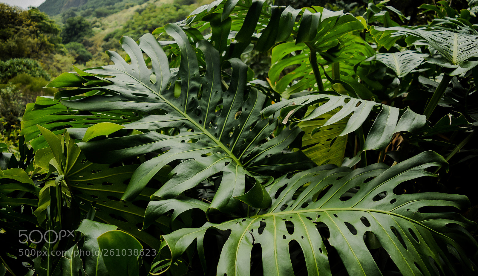 Nikon D3300 sample photo. Monstera photography