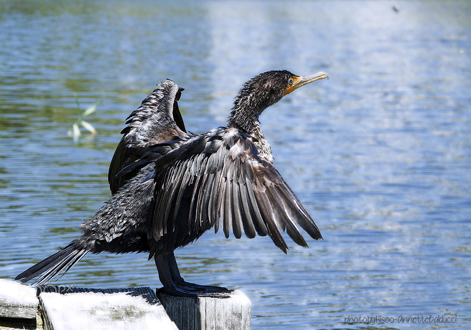 Nikon D600 sample photo. Resting cormorant photography