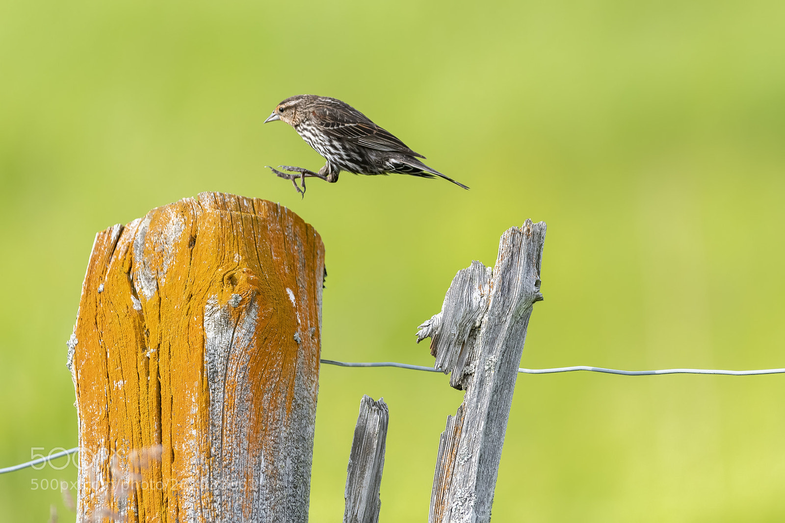Nikon D850 sample photo. Female redwing blackbird photography