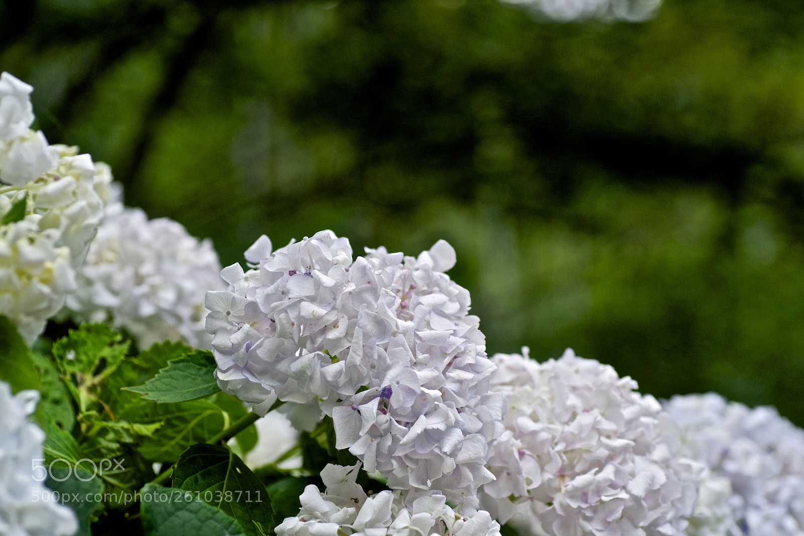 Pentax K-1 sample photo. Floral cloud photography