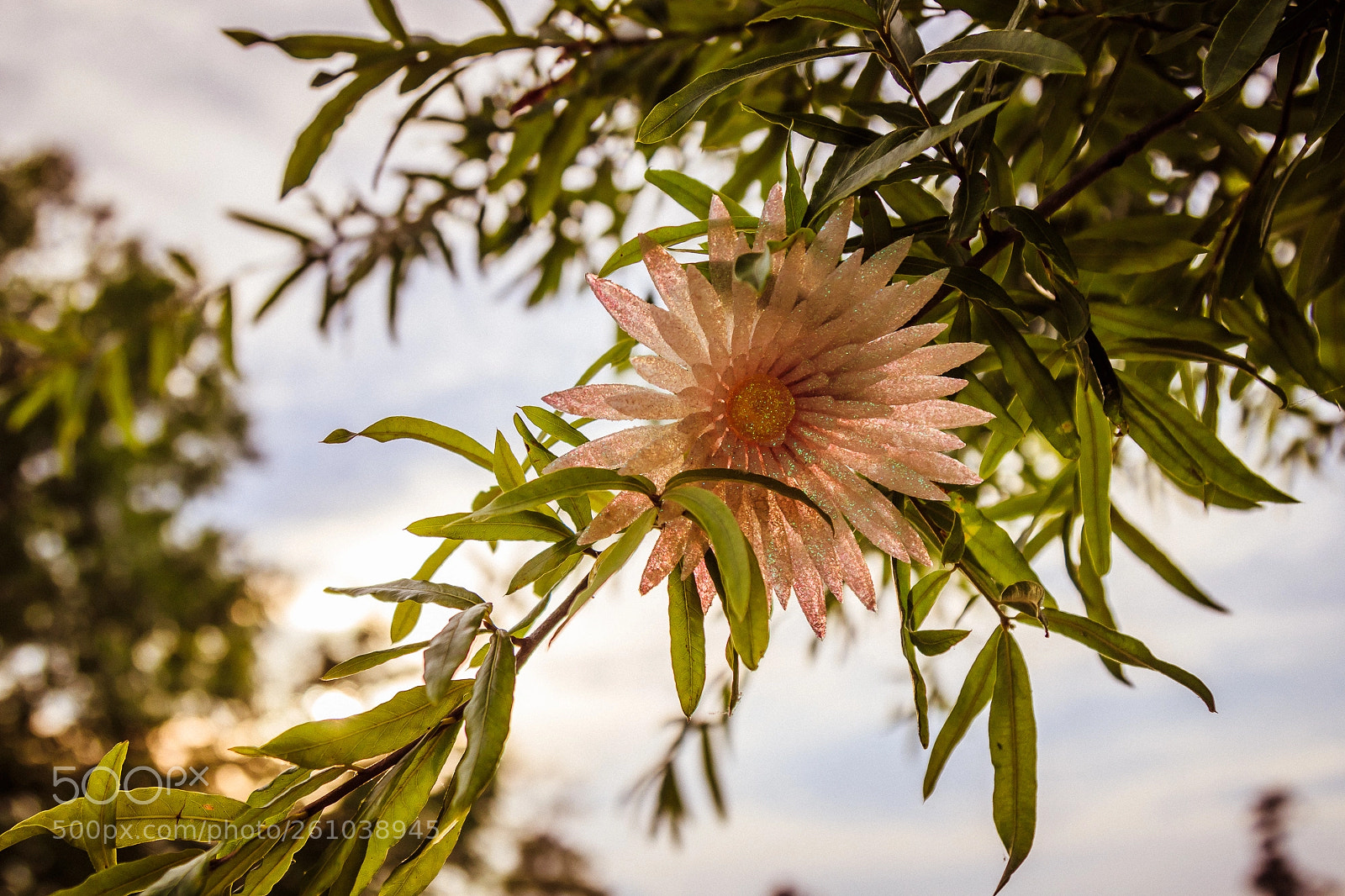 Canon EOS 80D sample photo. Flower. photography