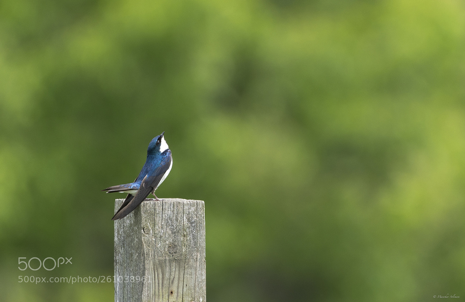 Nikon D500 sample photo. Tree swallow photography