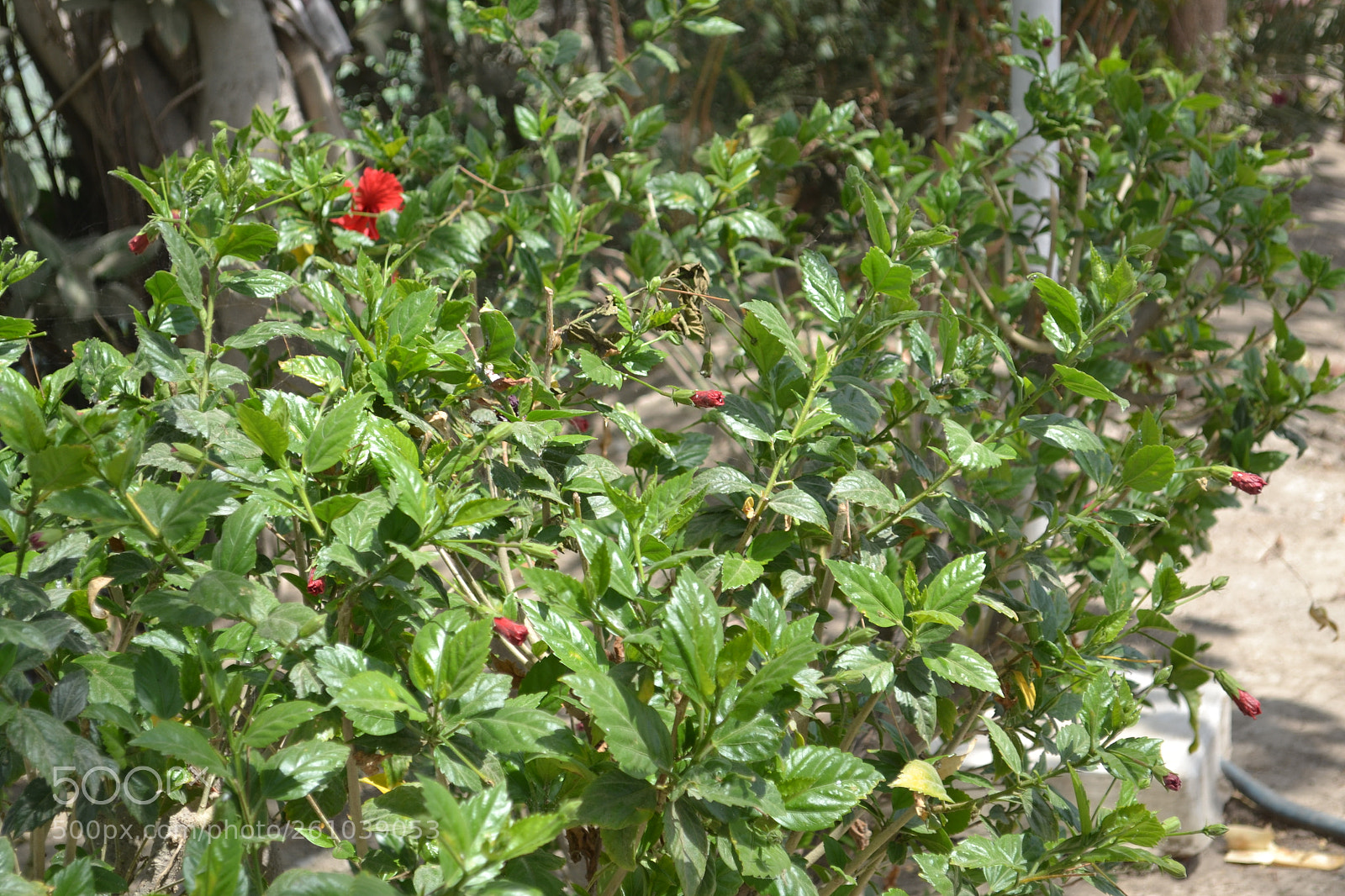 Nikon D3100 sample photo. Untitled photography