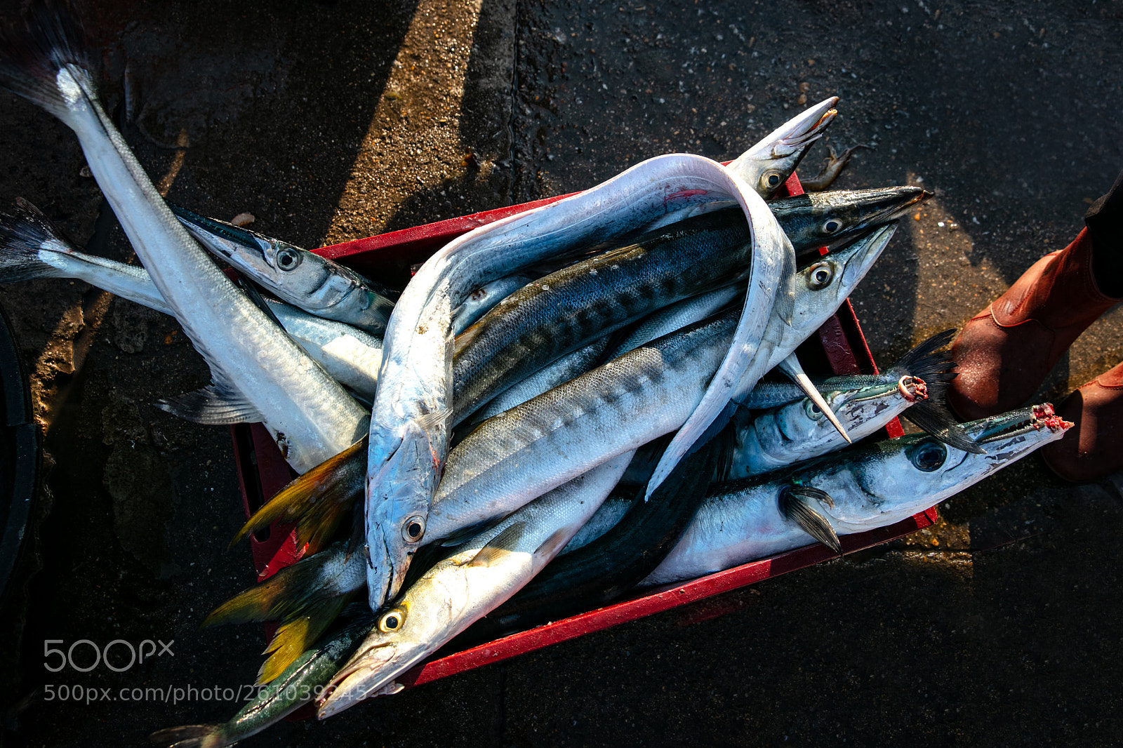 Canon EOS 5DS R sample photo. Ch c c a photography