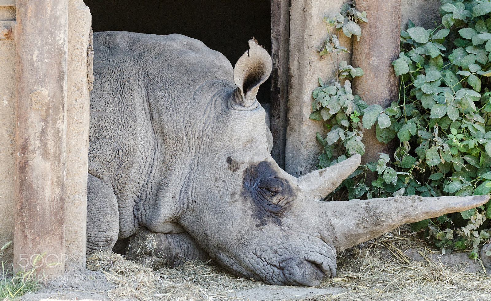 Nikon D7000 sample photo. Sleeping giant photography
