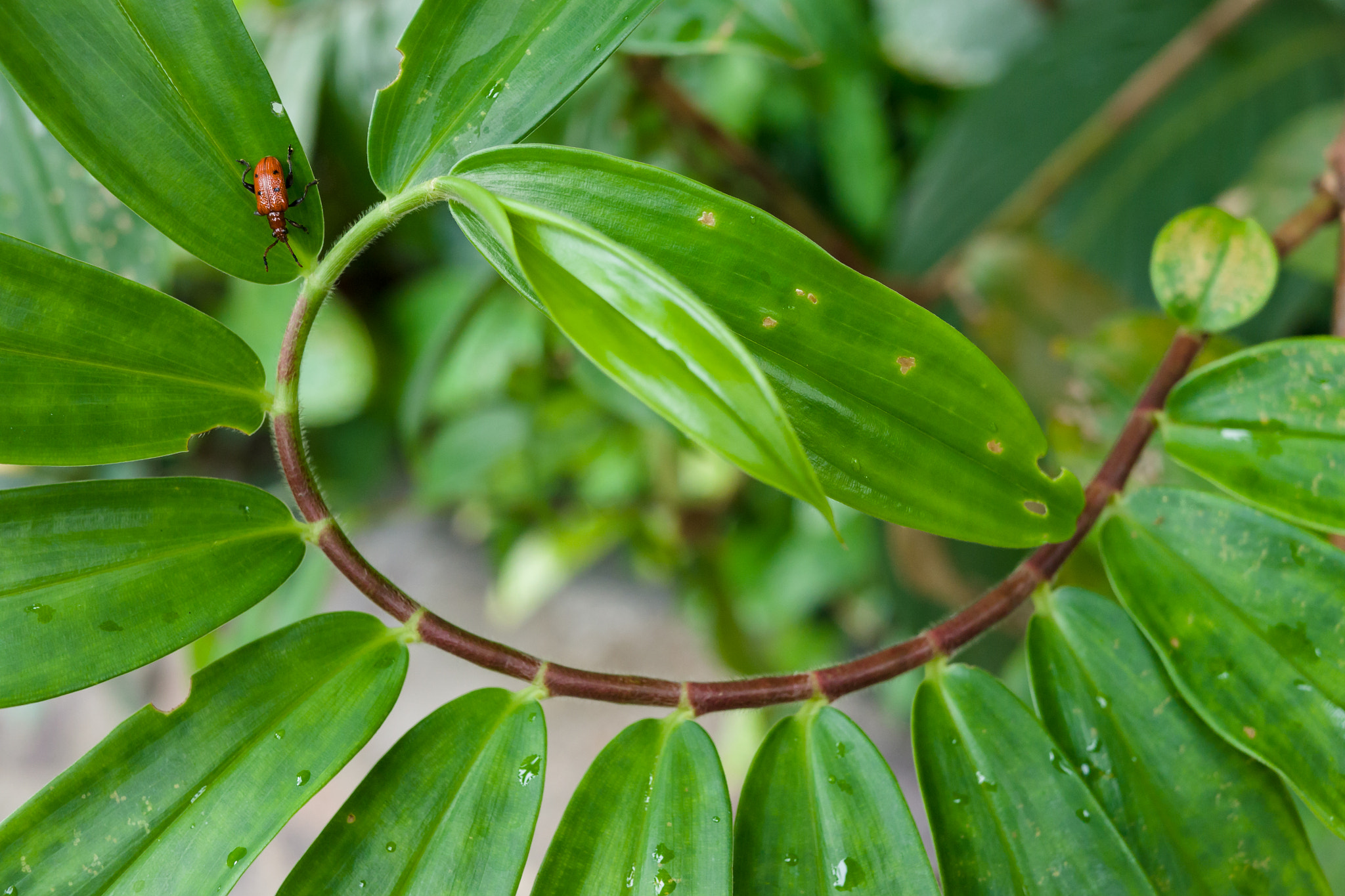 Panasonic Lumix DMC-G5 sample photo. Golden spiral photography