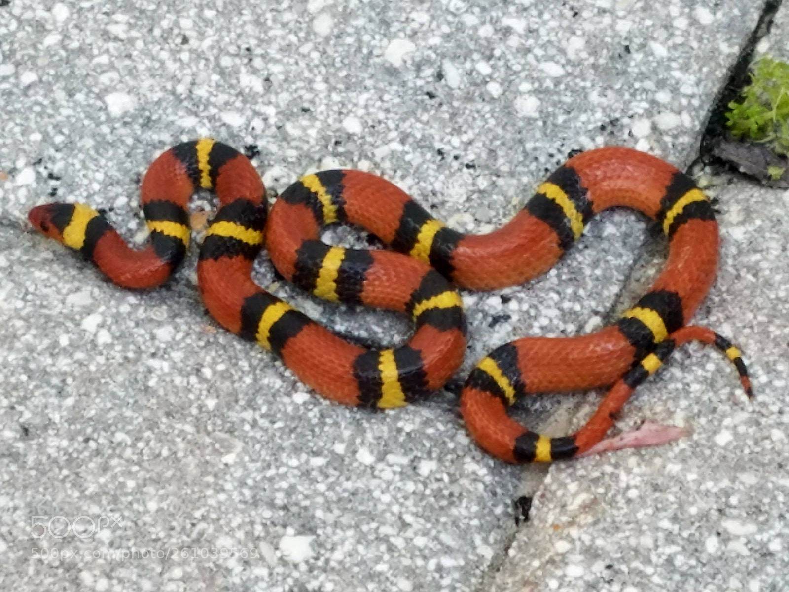 Samsung Galaxy S7 sample photo. King snake photography