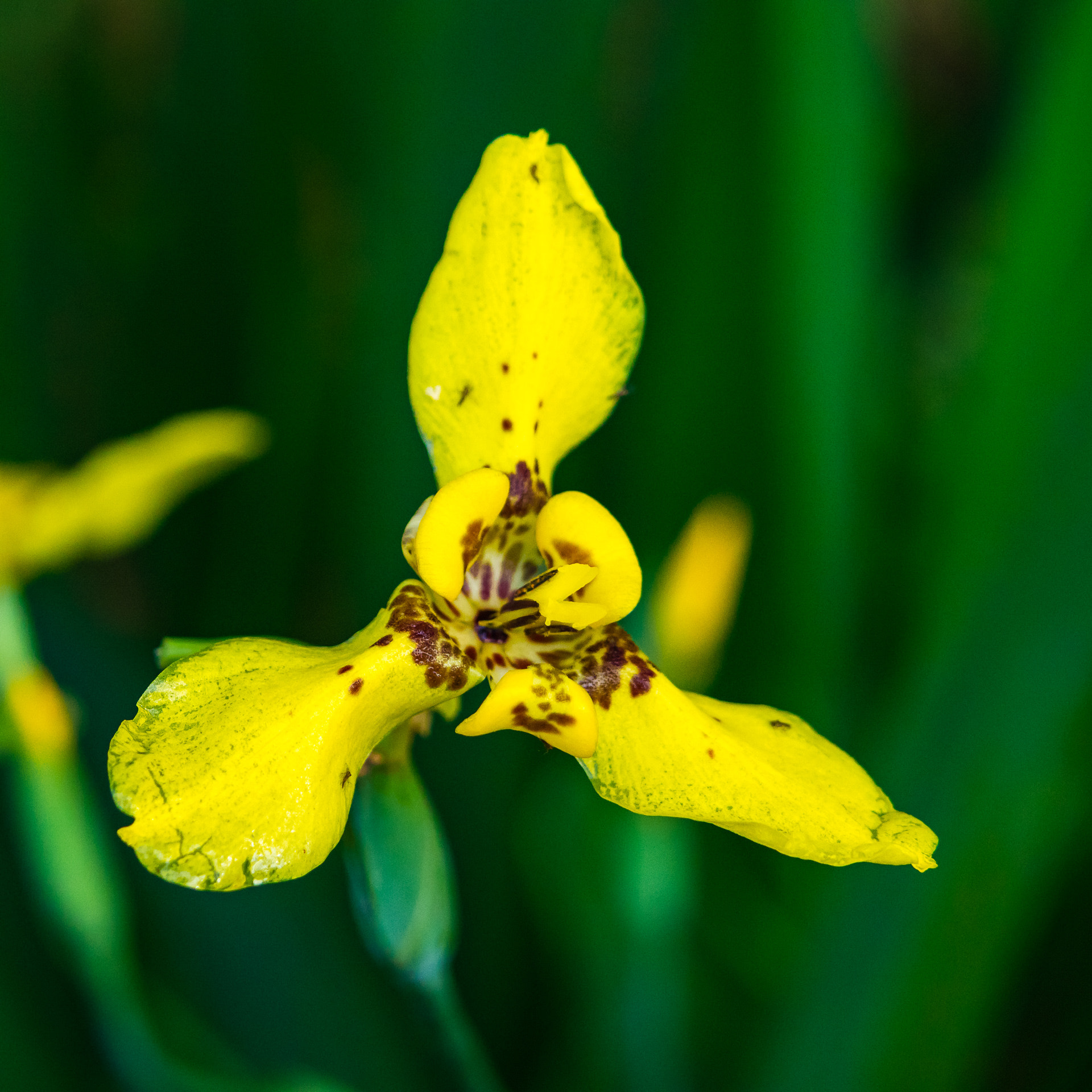 Canon EOS M3 sample photo. Flower photography