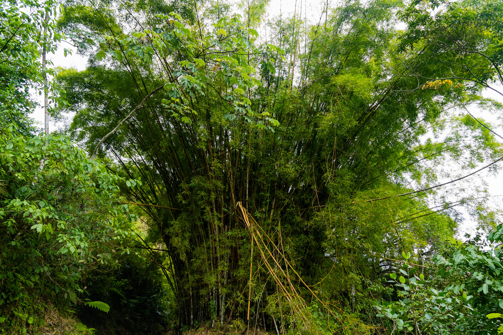 Canon EOS M3 sample photo. Bamboo photography