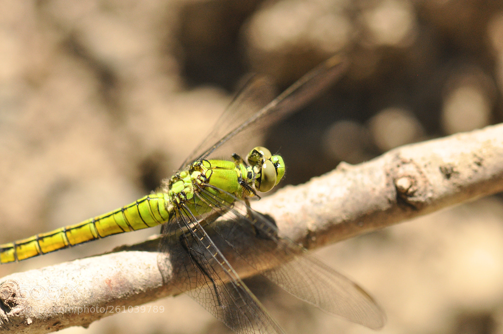 Nikon D90 sample photo. Bright green dragonfly 6 photography