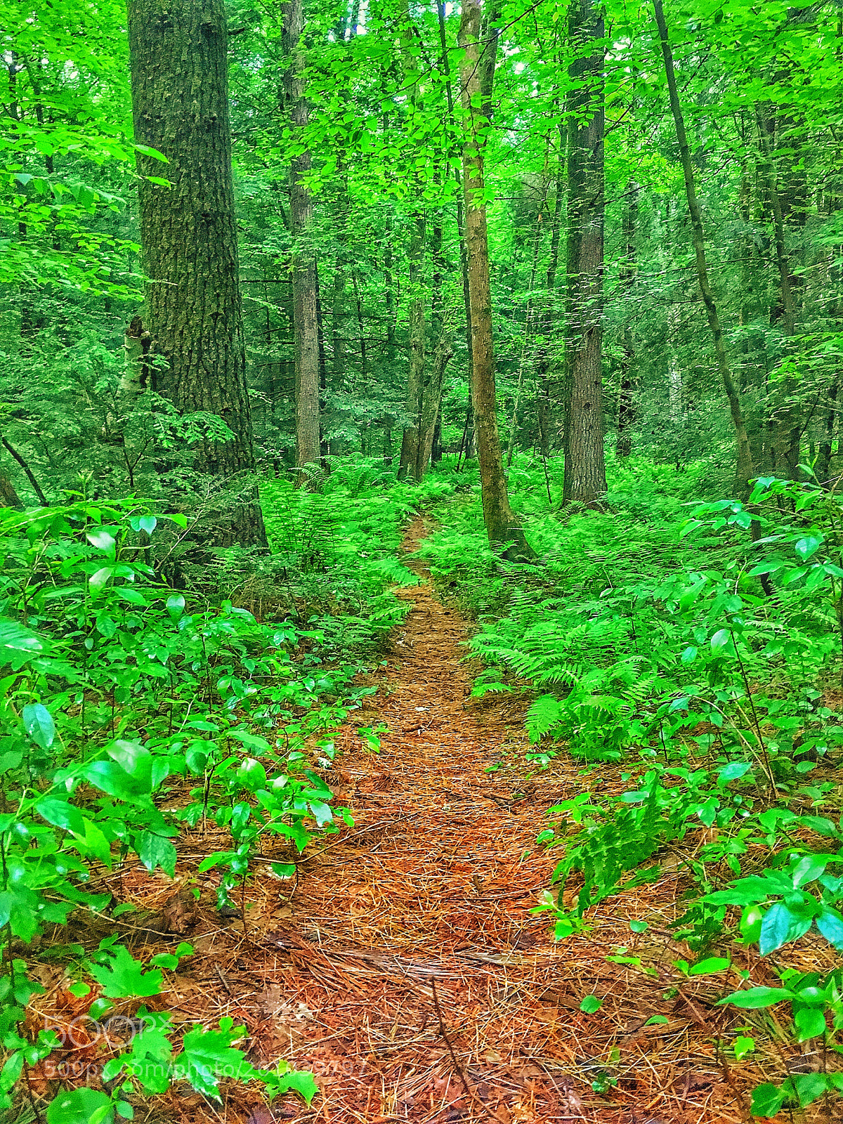 Apple iPhone 6s sample photo. Forest between the trees photography