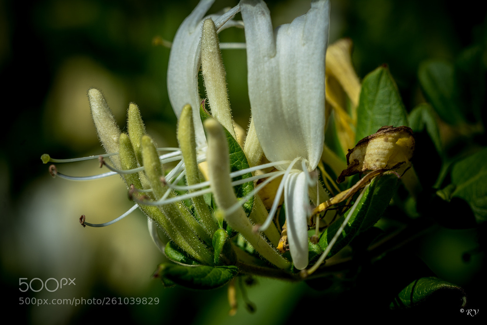 Nikon D7100 sample photo. Flower photography