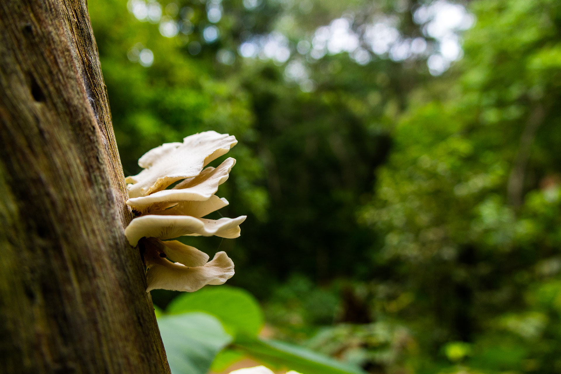 Canon EOS M3 sample photo. Mushroom photography