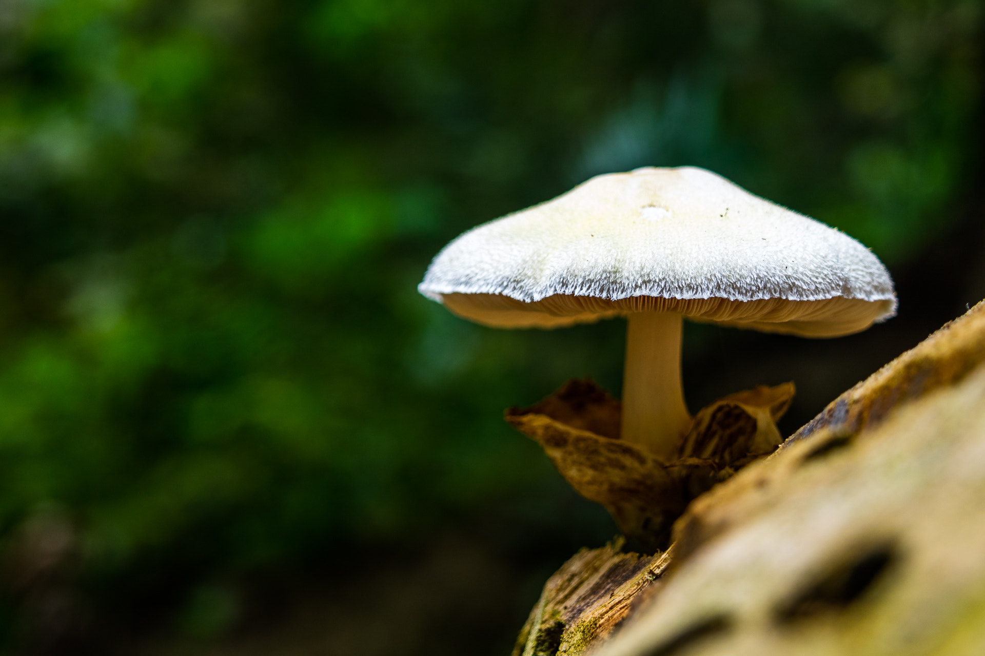 Canon EOS M3 sample photo. Mushroom photography