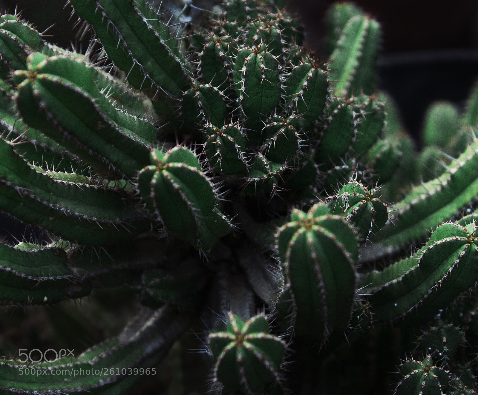 Canon EOS 500D (EOS Rebel T1i / EOS Kiss X3) sample photo. Spiky dancing photography