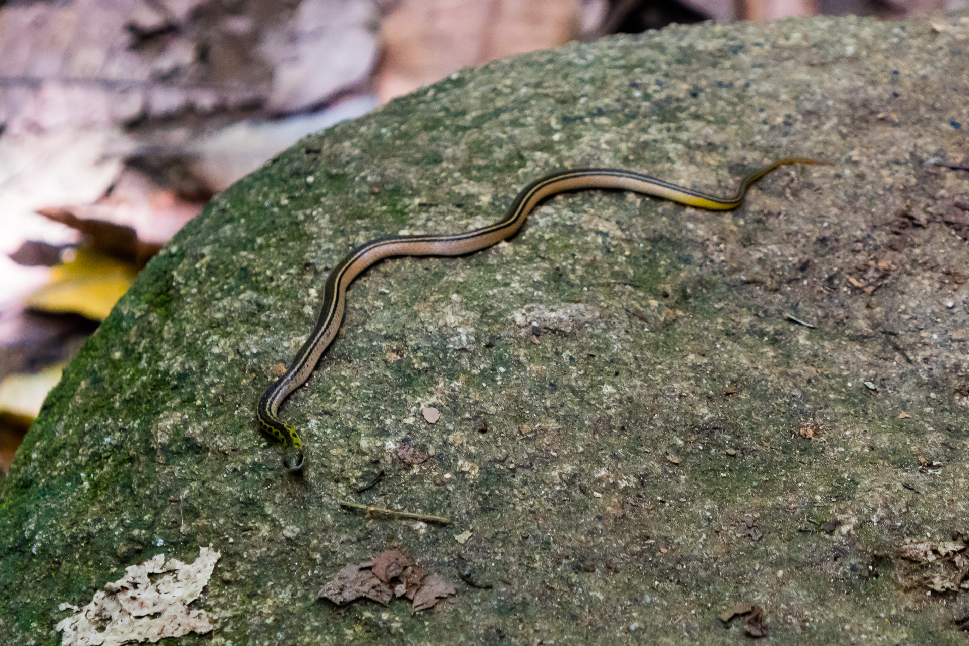 Canon EOS M3 sample photo. Snake photography