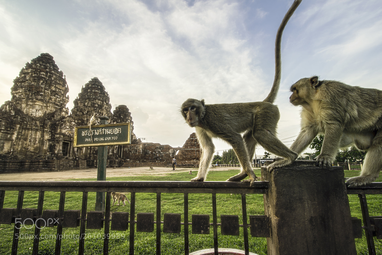 Nikon D800 sample photo. Monkey in thailand photography
