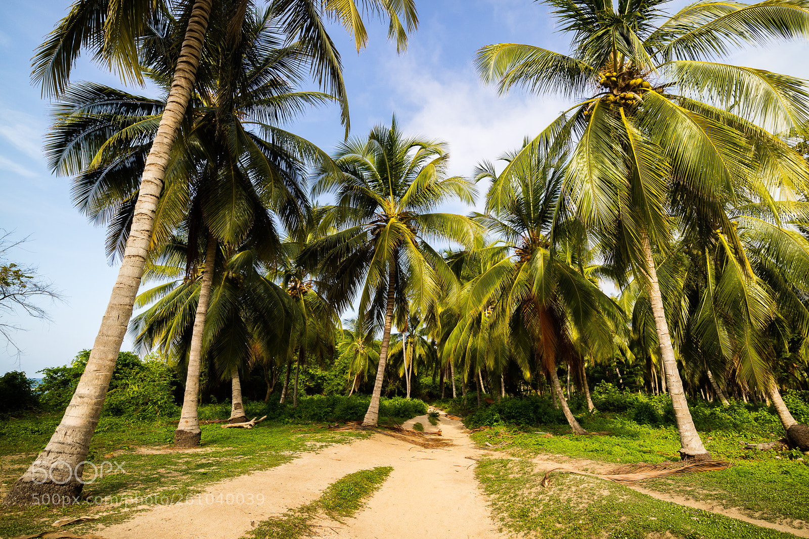 Canon EOS M3 sample photo. Palm trees photography