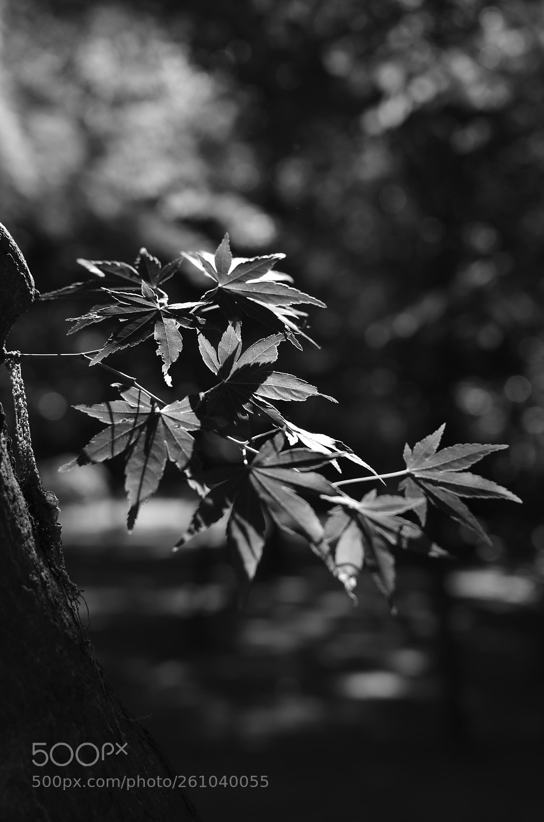 Nikon D7000 sample photo. Untitled photography