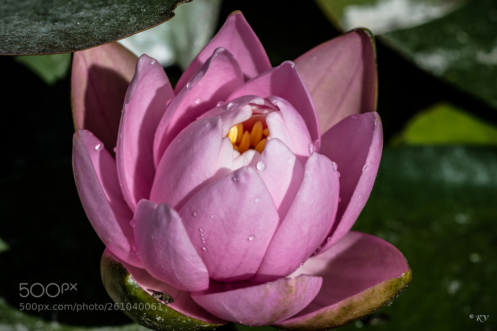 Nikon D7100 sample photo. Flower photography