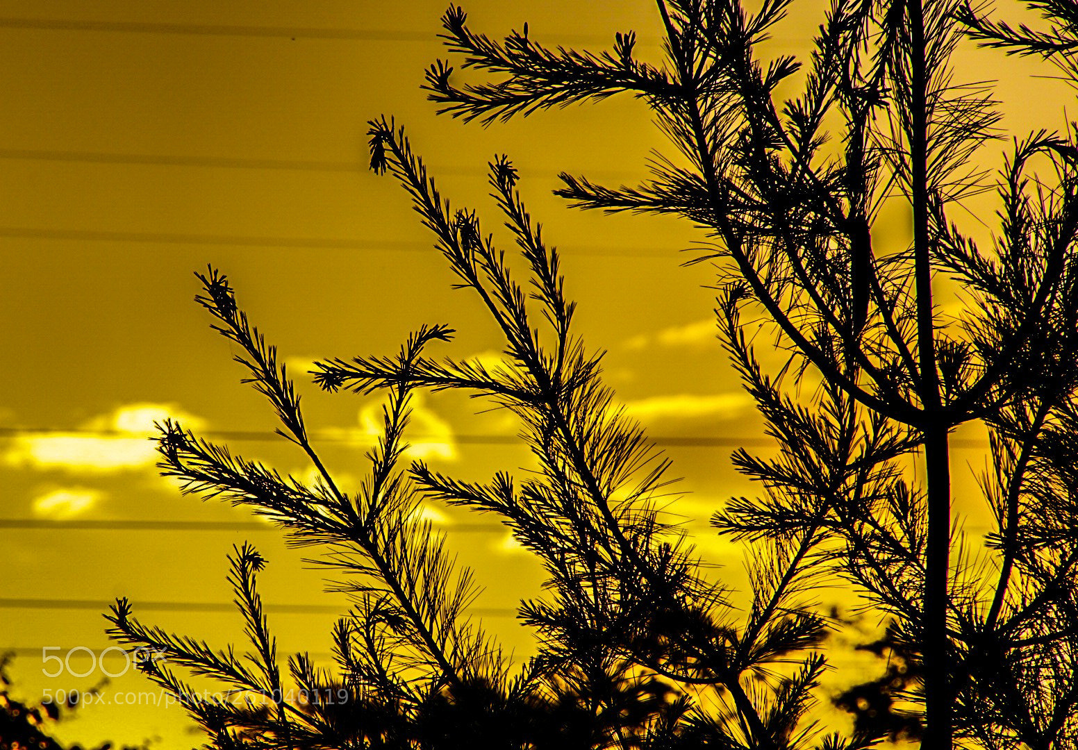 Sony a6000 sample photo. Pine growth in the photography