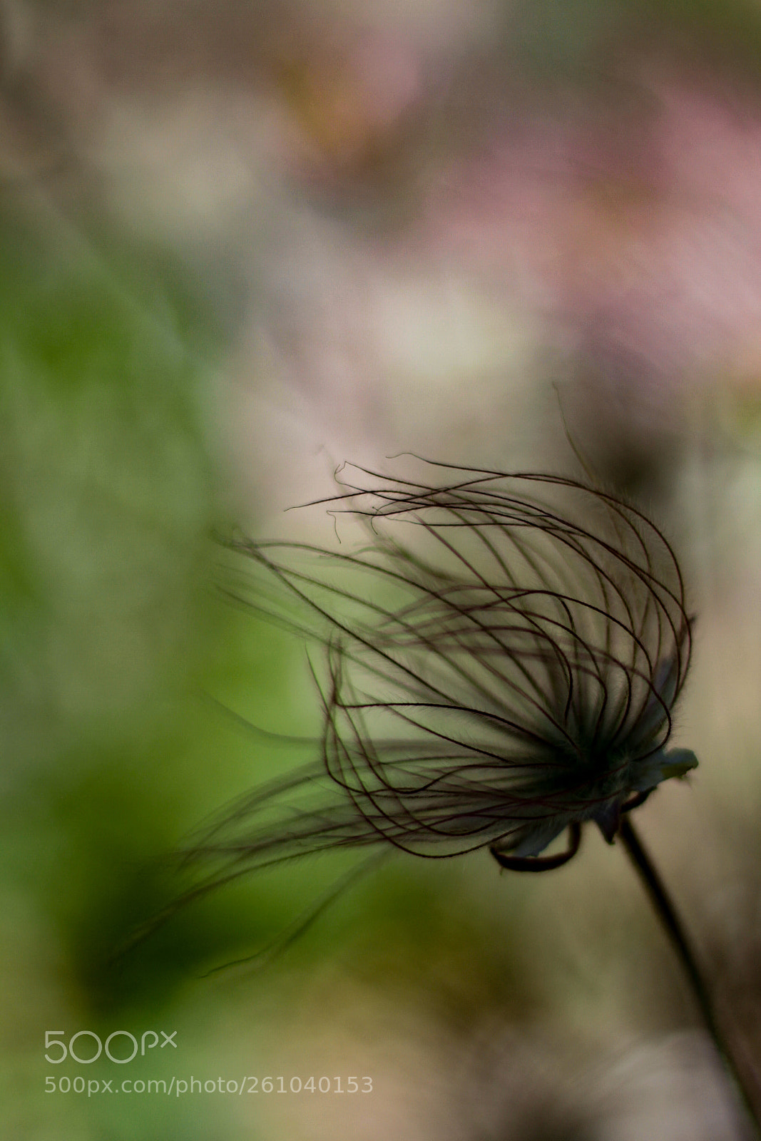 Canon EOS 7D sample photo. Flower hair photography