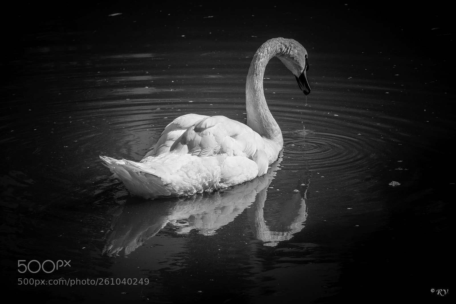 Nikon D7100 sample photo. Duck photography