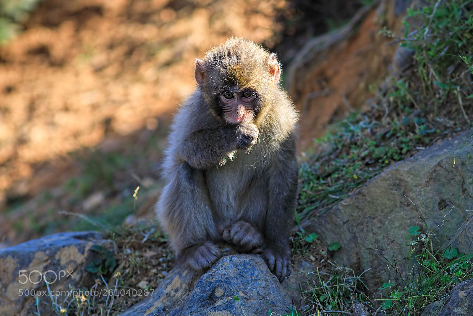 Canon EOS 5D Mark IV sample photo. Young macaque photography