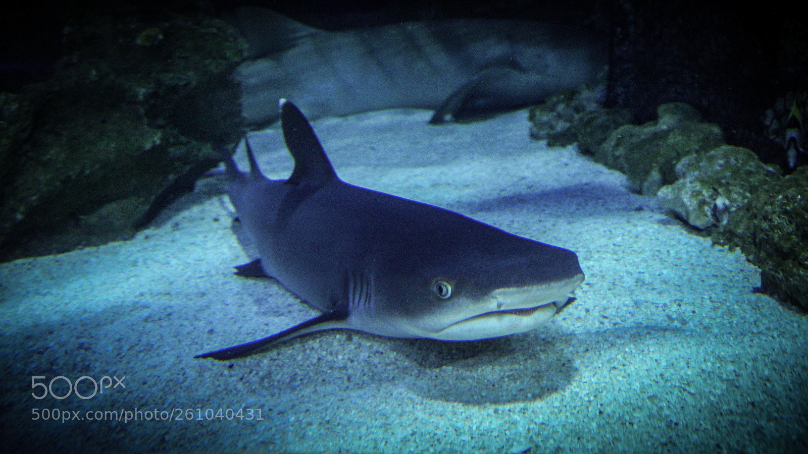 Sony a6300 sample photo. Whitetip reef shark photography