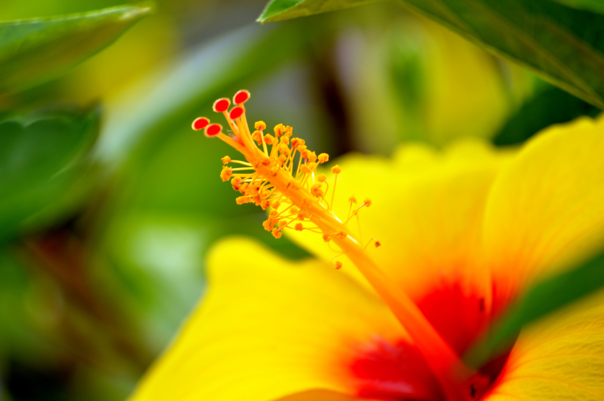 Nikon D3200 sample photo. Hibisco photography