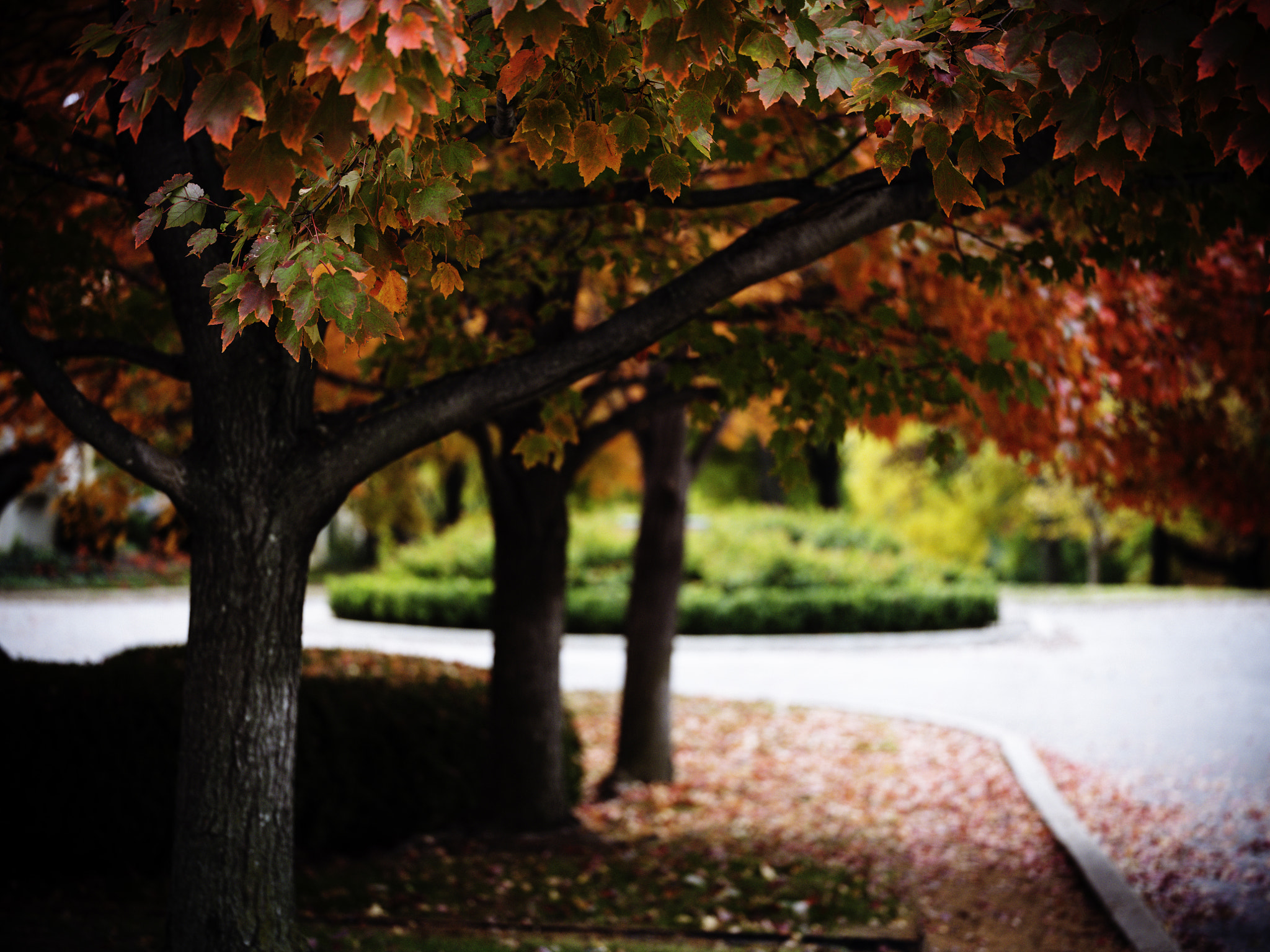 Fujifilm GFX 50S sample photo. Memories of fall. photography