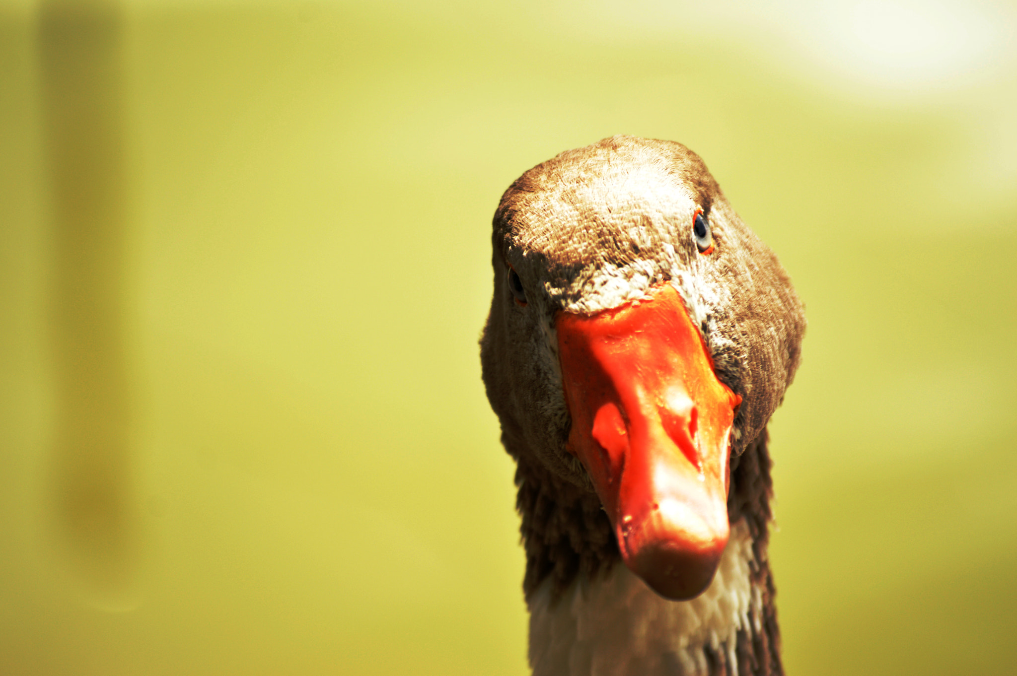 Nikon D3200 sample photo. Goose photography