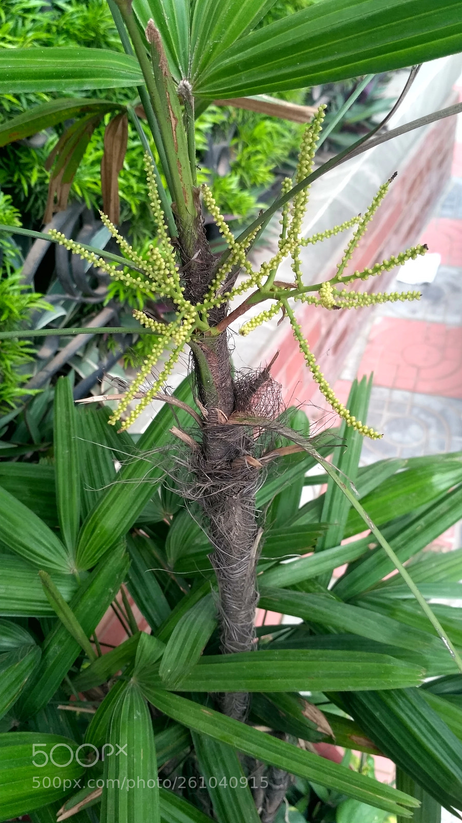 Xiaomi Redmi 3S sample photo. Way to take photography