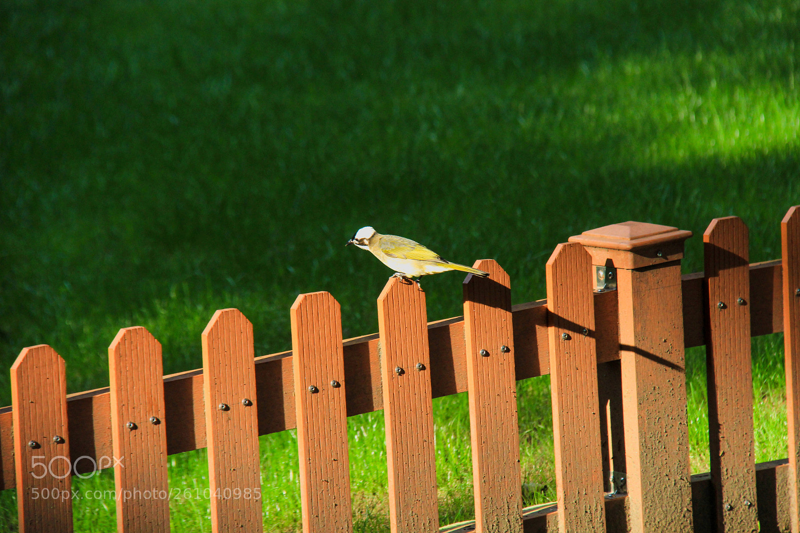 Canon EOS 600D (Rebel EOS T3i / EOS Kiss X5) sample photo. 一候螳螂生；二候鹏始鸣；三候反舌无声。今日芒种。 photography