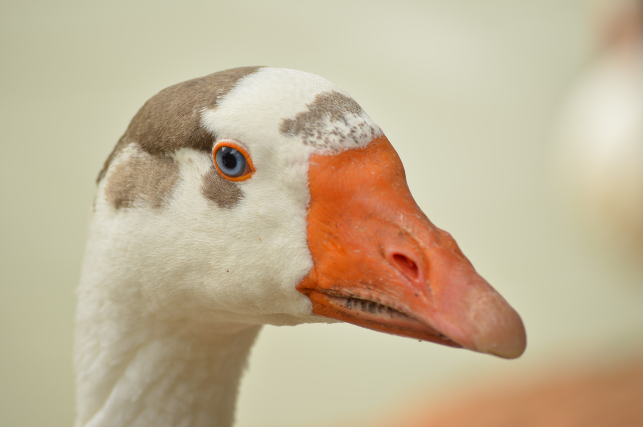 Nikon D3200 sample photo. Goose ii photography