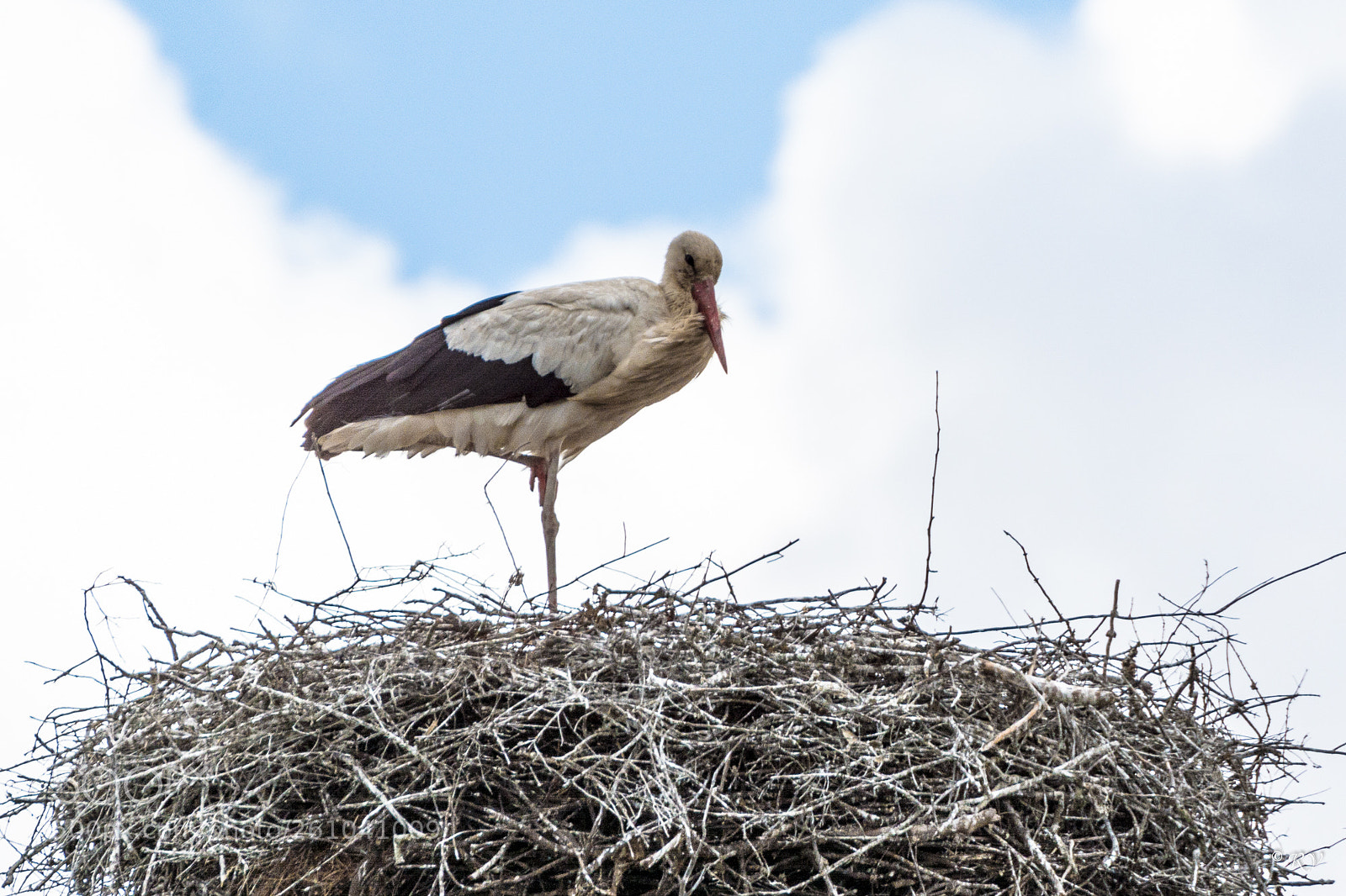 Nikon D7100 sample photo. White stork photography