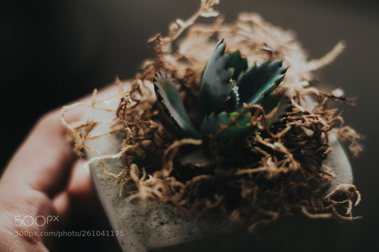 Canon EOS 700D (EOS Rebel T5i / EOS Kiss X7i) sample photo. Plant photography