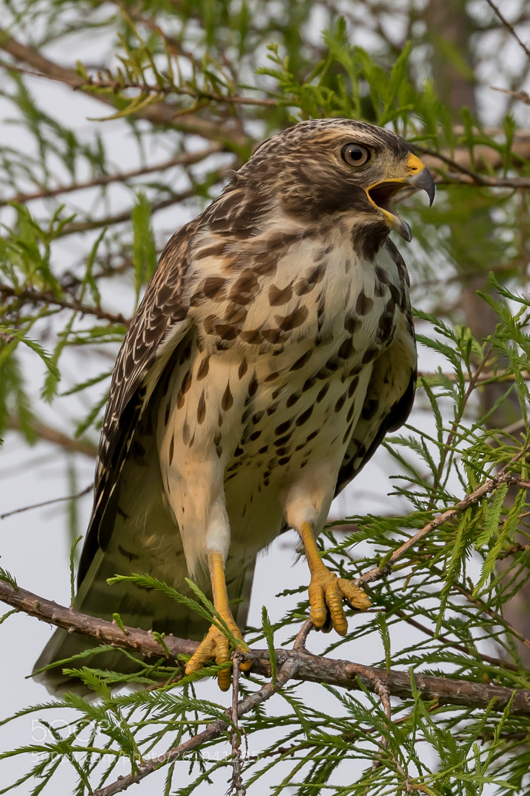 Canon EOS 5D Mark IV sample photo. Hawk photography