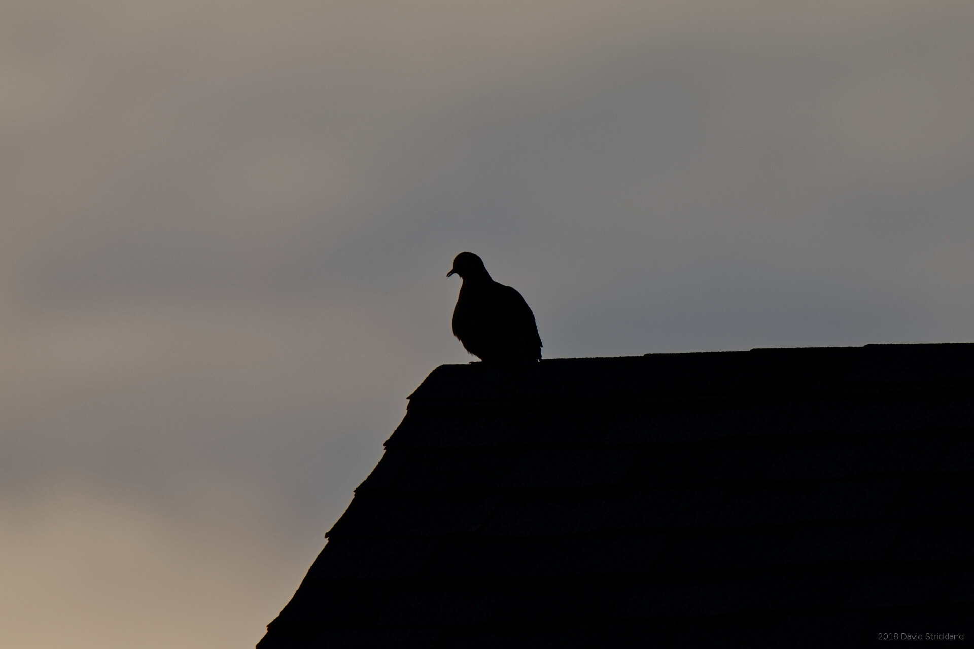 Canon EOS 6D Mark II sample photo. Lonely dove photography