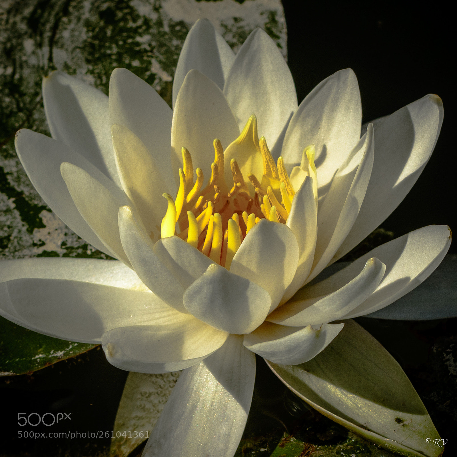 Nikon D7100 sample photo. Nymphaea alba photography