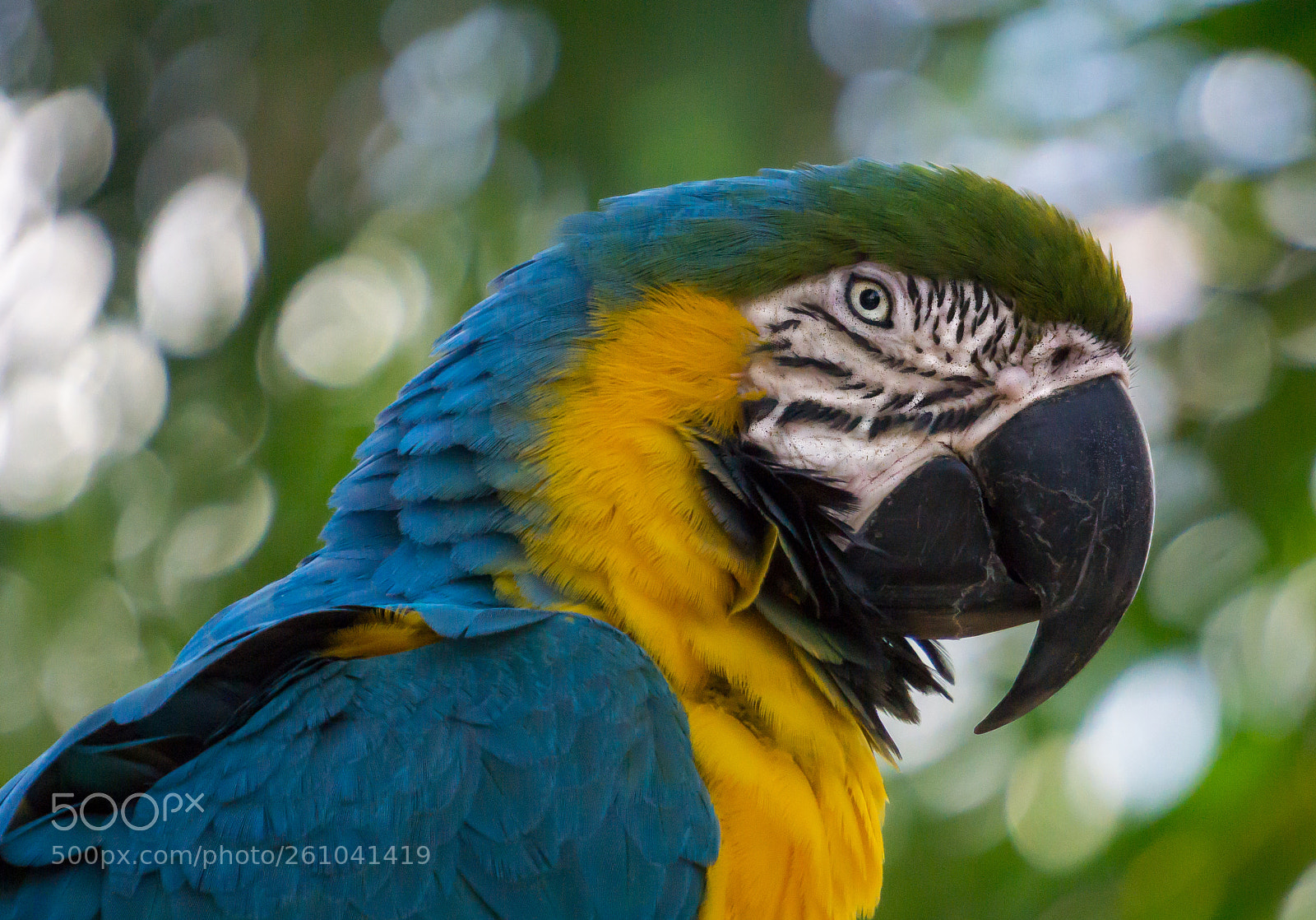 Sony a6000 sample photo. Blue & gold macaw photography