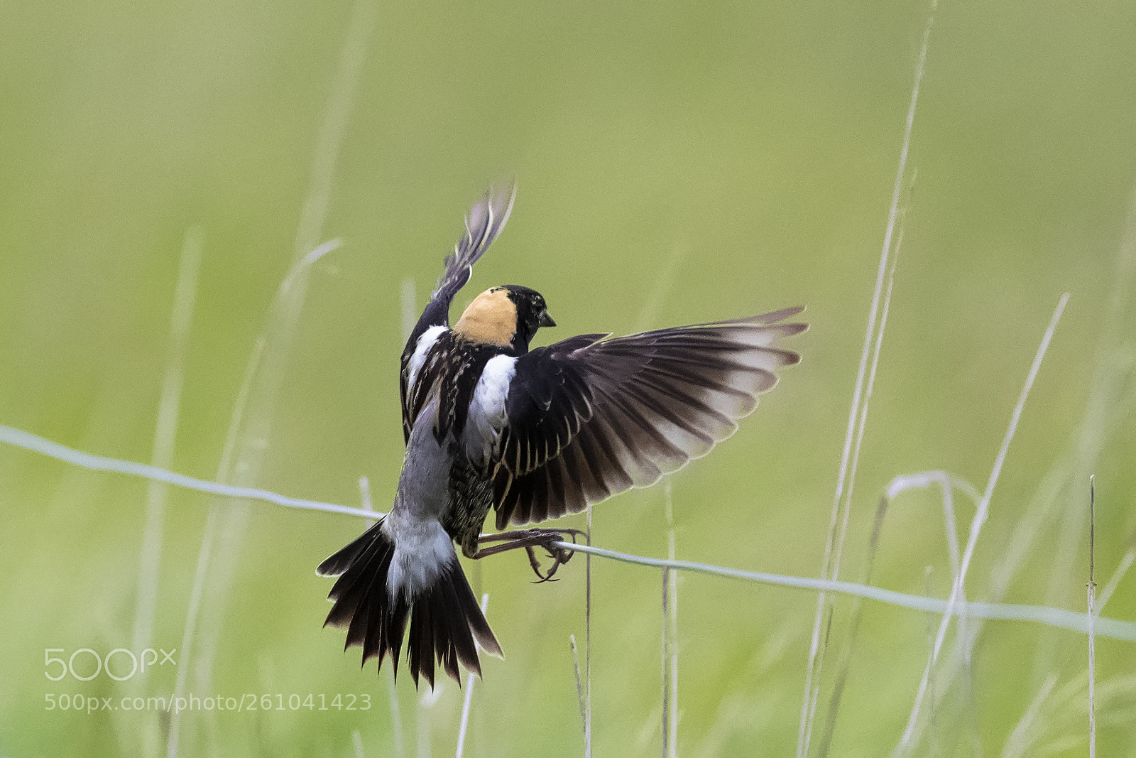 Nikon D850 sample photo. Bobolink photography