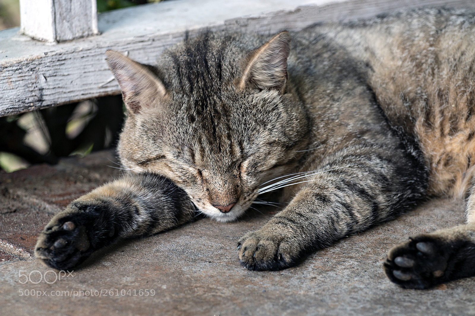 Canon EOS 70D sample photo. Tigger photography