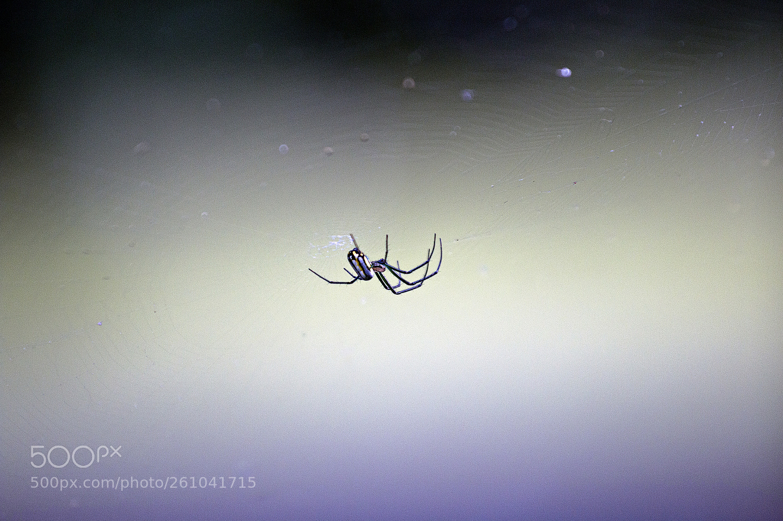 Canon EOS 70D sample photo. Spider photography