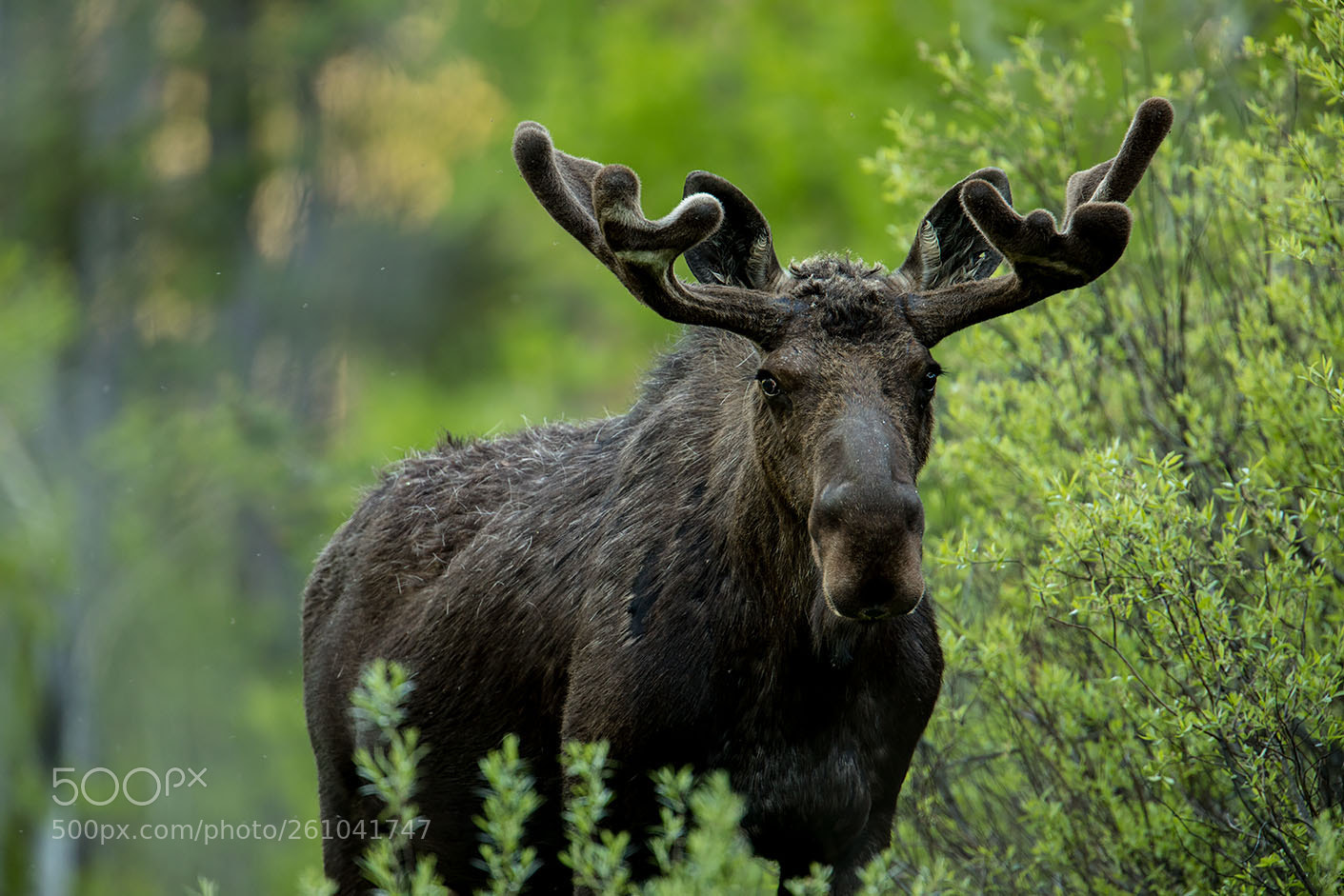 Canon EOS 5D Mark IV sample photo. Teton moose photography