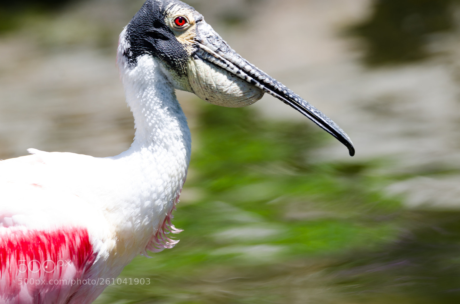 Nikon D7000 sample photo. Roseate spoonbill photography