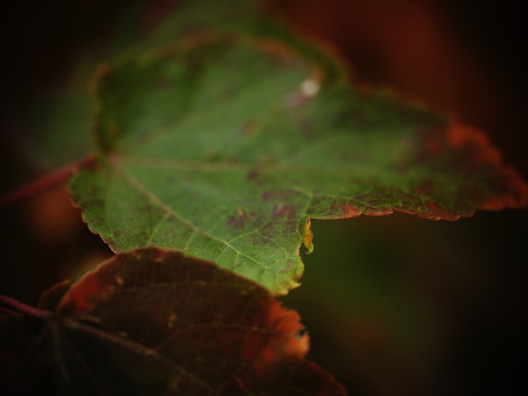 Fujifilm GFX 50S sample photo. The autumn colors. photography
