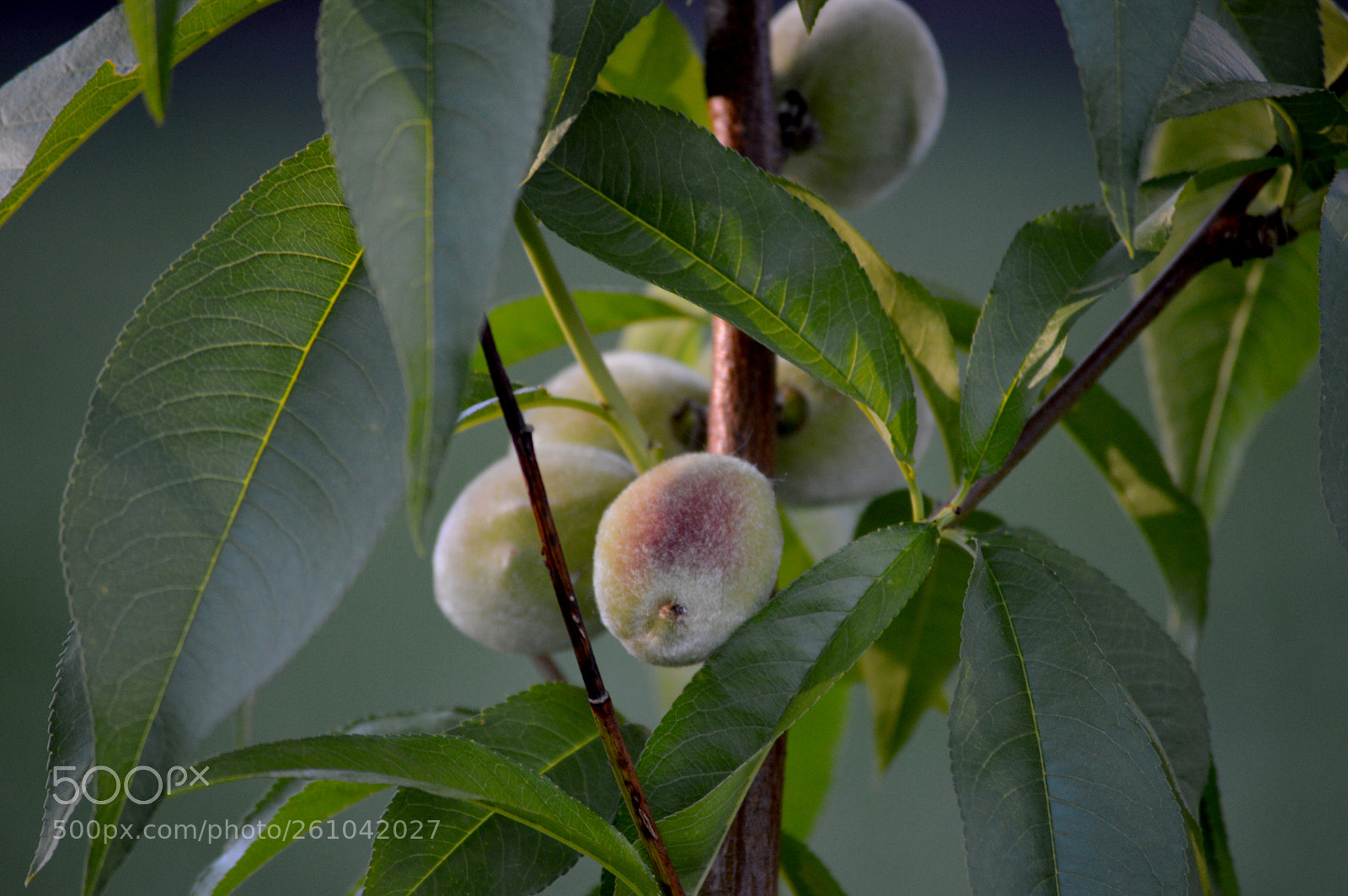 Nikon D3200 sample photo. Young peaches photography