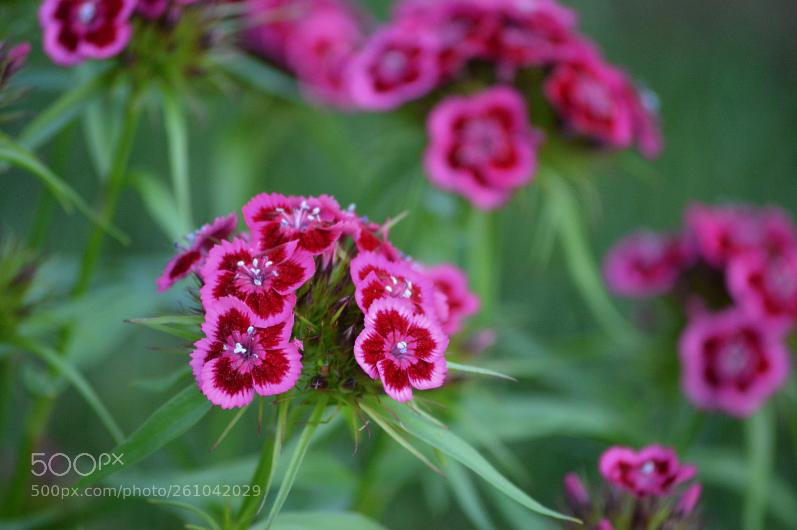 Nikon D3200 sample photo. Sweet william flowers photography