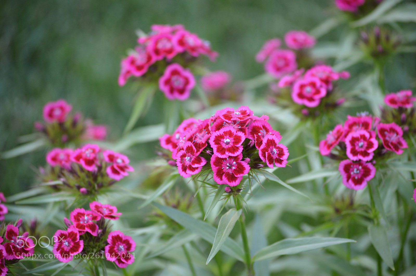 Nikon D3200 sample photo. Red clusters photography